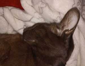 8tshare6a software download