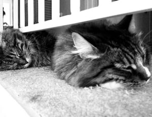 cyroket2585 release date