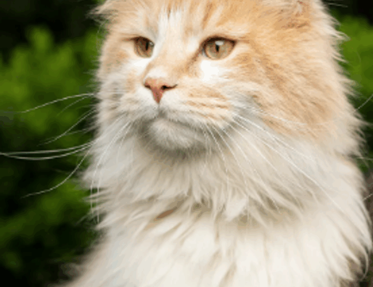 develop oxzep7 software