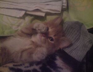 download ustudiobytes