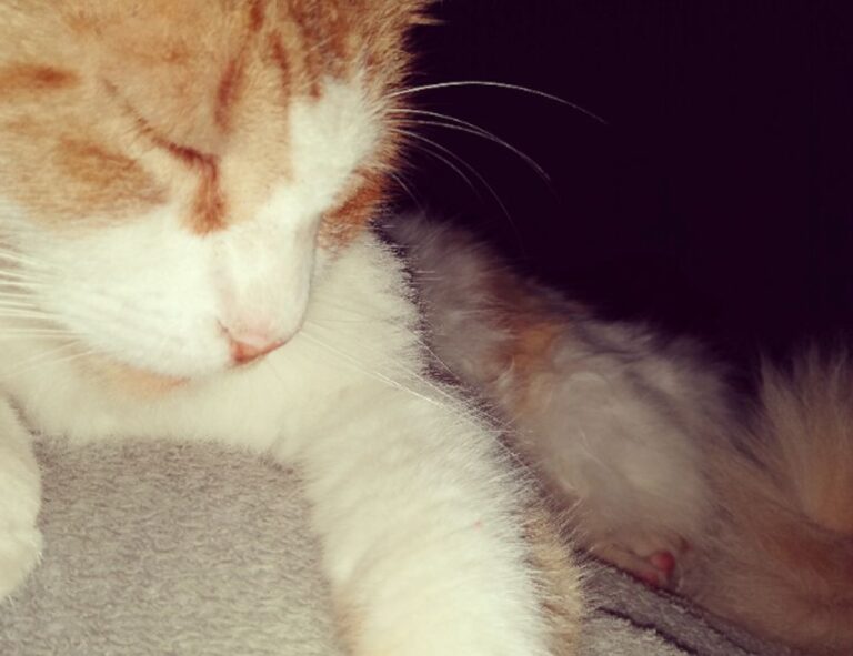 dowsstrike2045 python