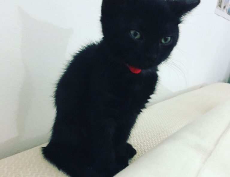 how to diagnose pavatalgia disease