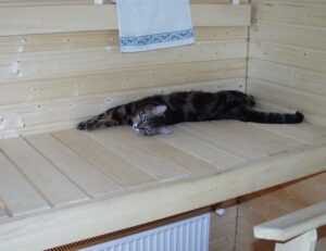 winqizmorzqux product