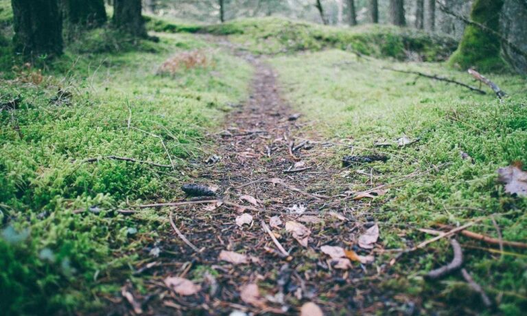 yamaha fs800 vs yamaha fg800 acoustic guitar specs