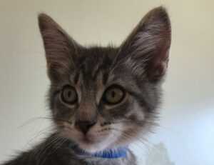 your call cannot be completed as the called party is busy