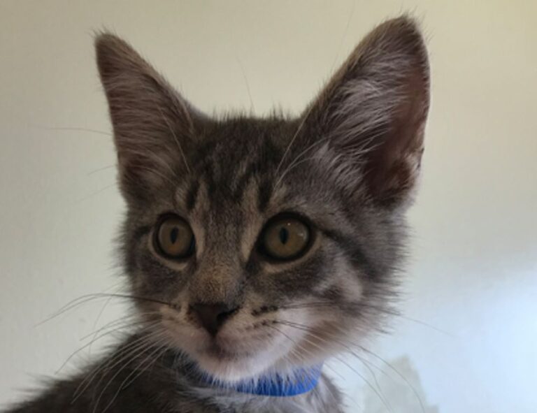 your call cannot be completed as the called party is busy