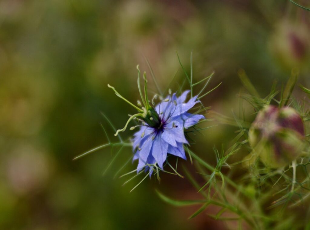 wat betekent bomboclat in het nederlands