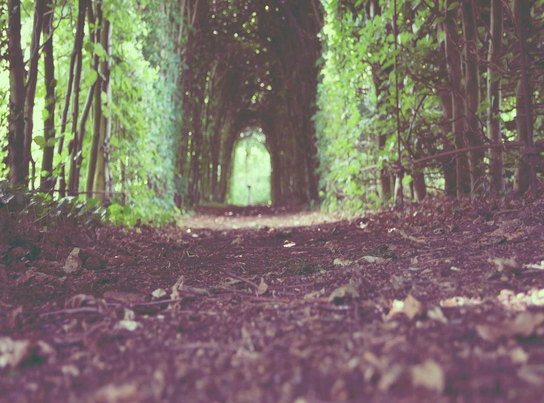 A Solver's Strategy: How to Tackle Animal Clues Like a Pro