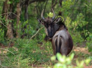 wildebeest crossword clue 3 letters